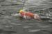 Keats swim 197