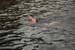 Keats swim 228